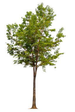 Beyaz arkaplanda izole edilmiş ağaç