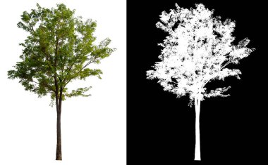 kırpma yolu ile beyaz arkaplan üzerinde izole ağaç