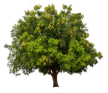 Beyaz arka planda izole mango ağacı 