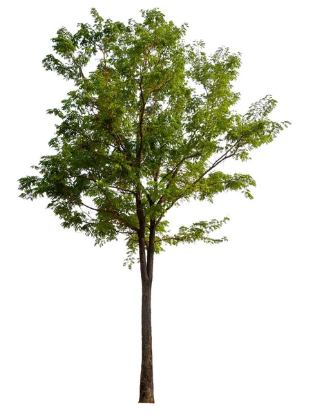 Beyaz arkaplanda izole edilmiş ağaç 