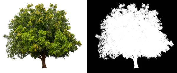 白色背景上的隔离芒果树 — 图库照片