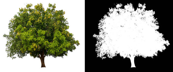 isolated mango tree on white background 