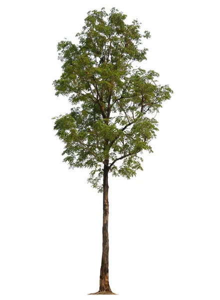 Isolierter Baum auf weißem Hintergrund — Stockfoto