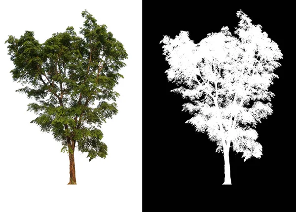 Árbol aislado sobre fondo blanco con ruta de recorte —  Fotos de Stock