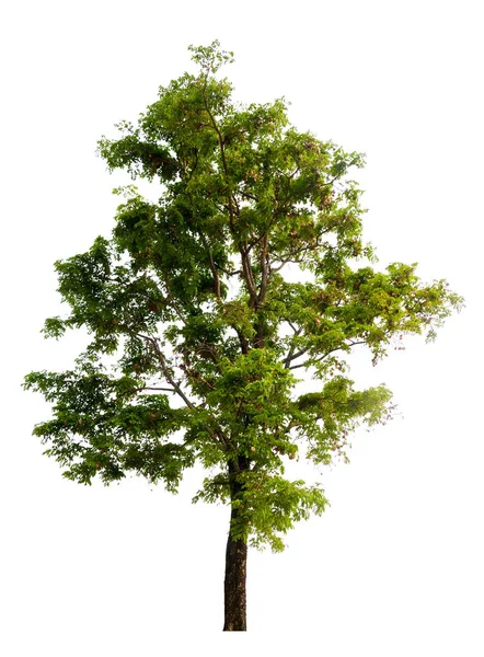 Albero isolato su sfondo bianco — Foto Stock