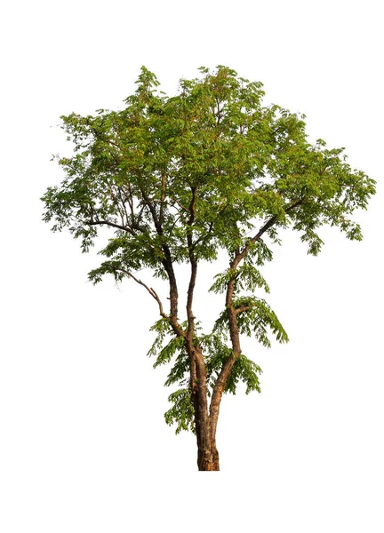 Single tree with clipping path Stock Picture