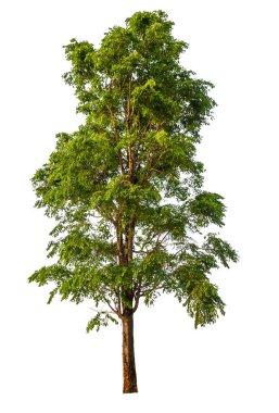 Beyaz arkaplanda izole edilmiş ağaç 