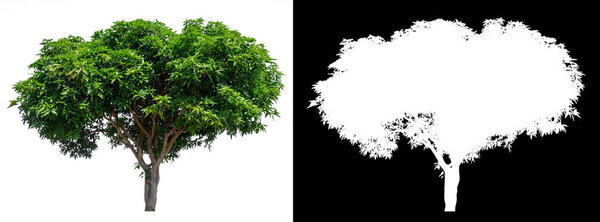 isolated mango tree on white background with clipping path