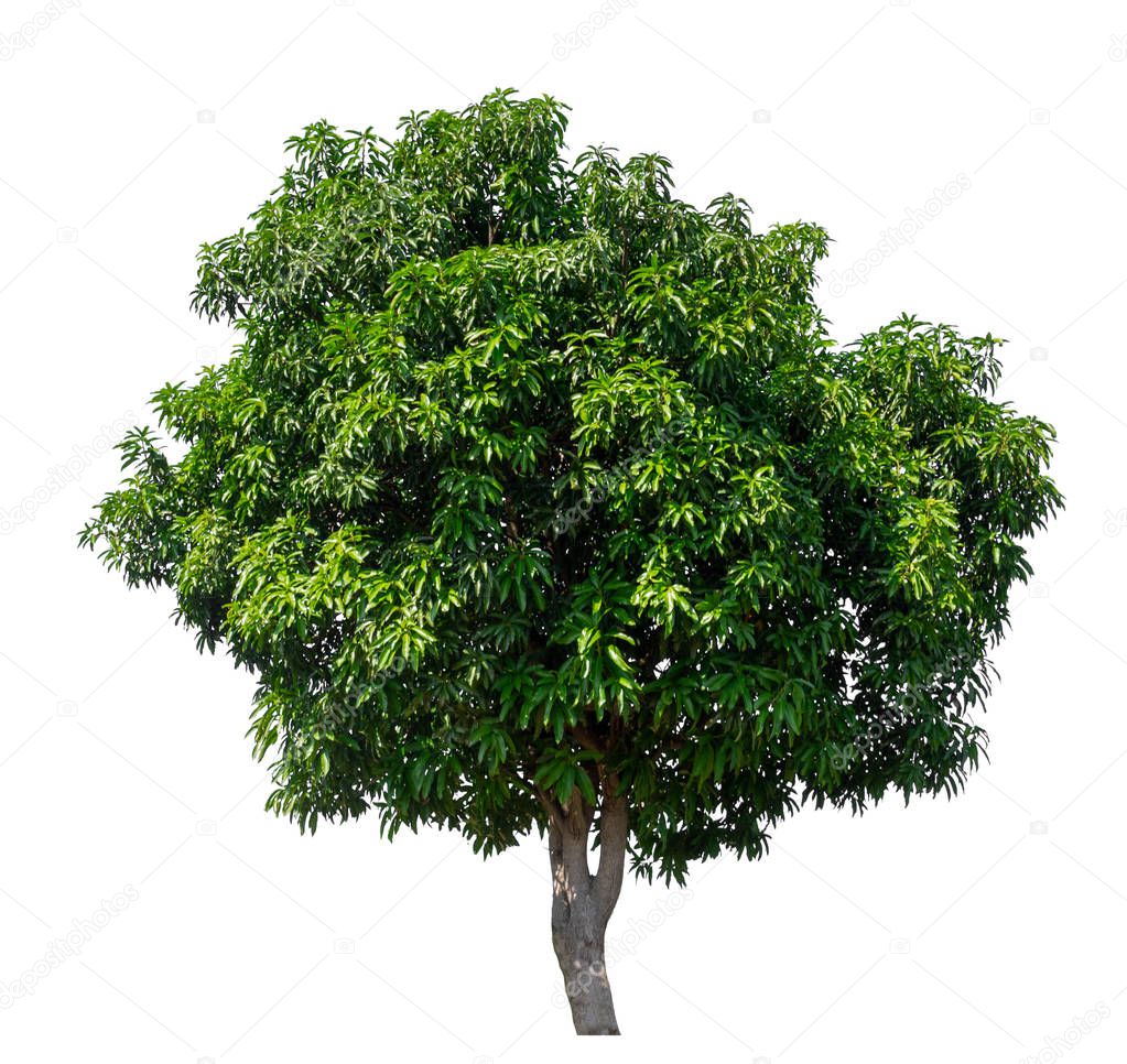 isolated mango tree on white background with clipping path 