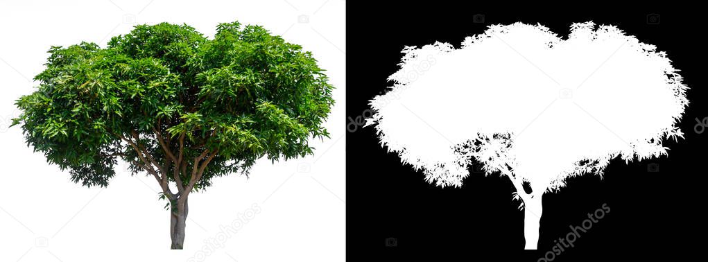 isolated mango tree on white background with clipping path