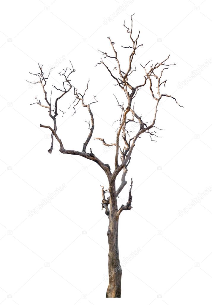 isolated death tree on white background 