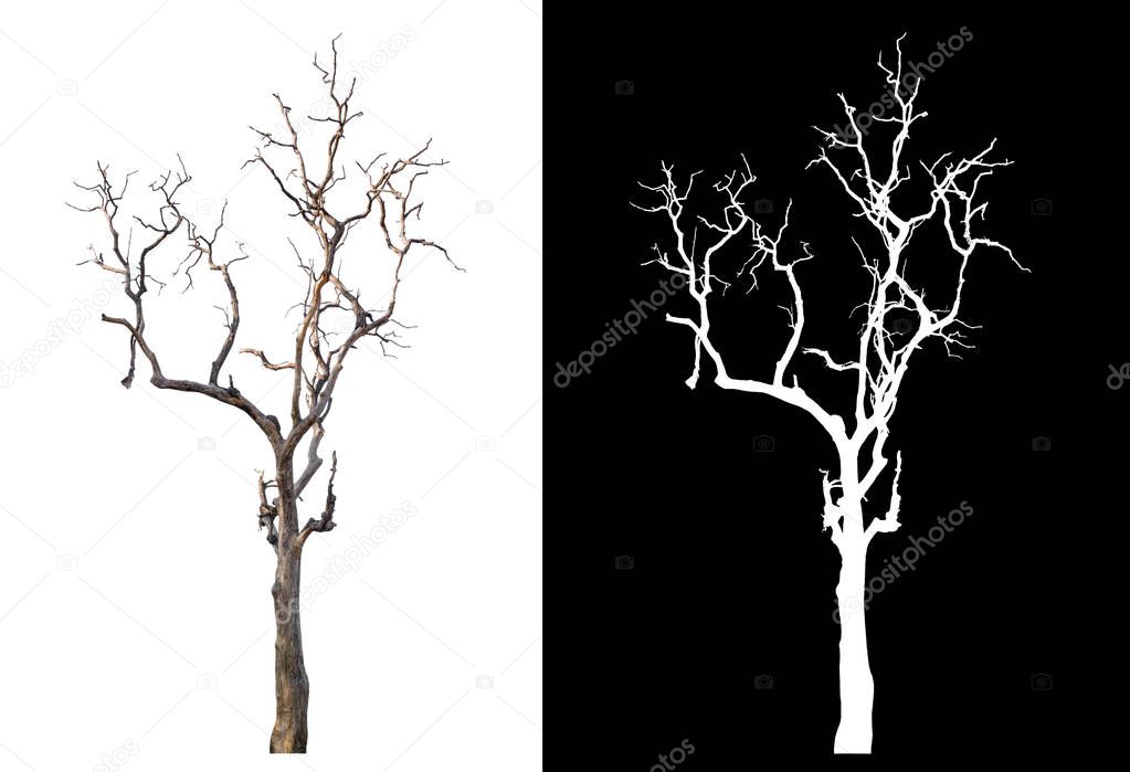 isolated death tree on white background 