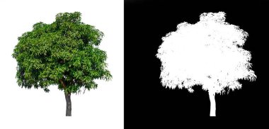 kırpma yolu ile beyaz arka plan üzerinde izole mango ağacı 