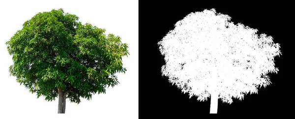 Árbol de mango aislado sobre fondo blanco con camino de recorte — Foto de Stock