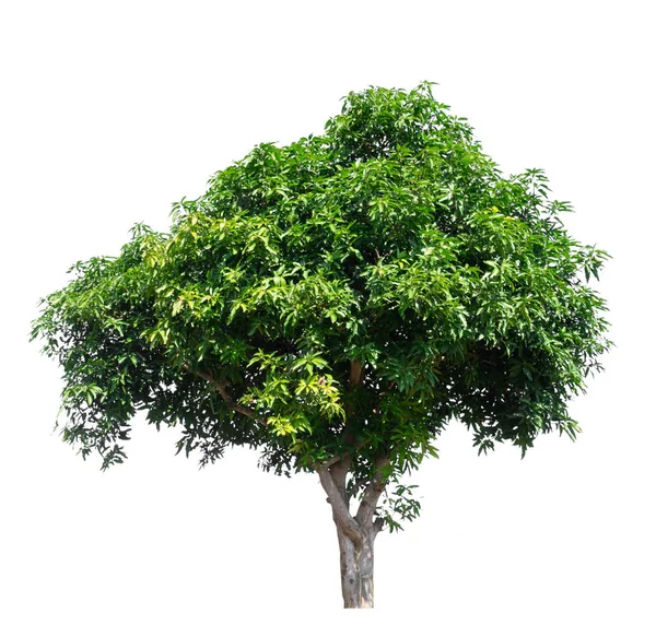 Izolovaný mango strom na bílém pozadí — Stock fotografie