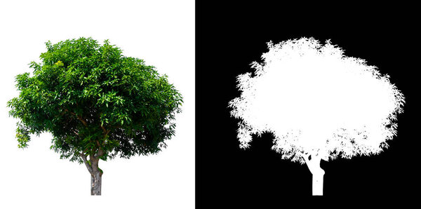 isolated mango tree on white background with clipping path 