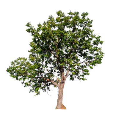  Beyaz arkaplanda izole edilmiş ağaç