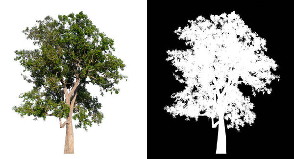 isolated tree on white background 