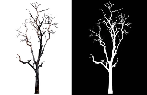 Beyaz arkaplanda izole edilmiş ölüm ağacı — Stok fotoğraf