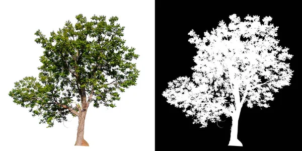 Albero isolato su sfondo bianco — Foto Stock