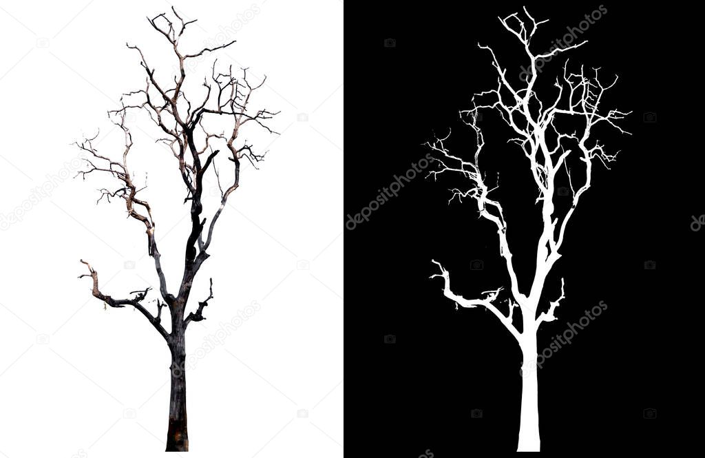 isolated death tree on white background