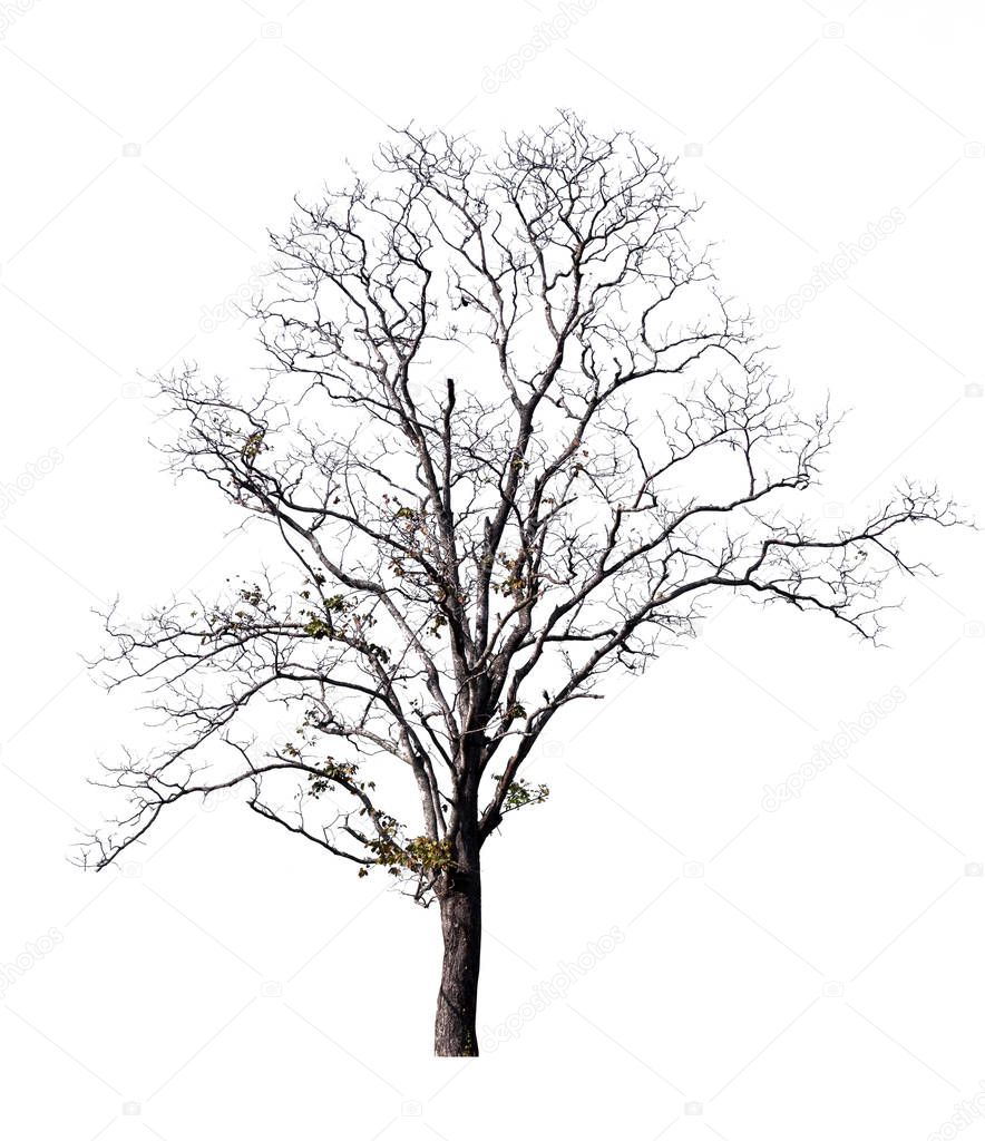isolated death tree on white background