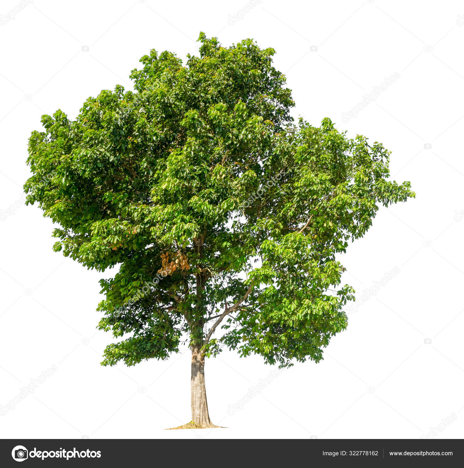 하얀 배경에 따로 떨어져 있는 나무 — 스톡 사진 © Tridsanu #322778162, image size:1600x1614