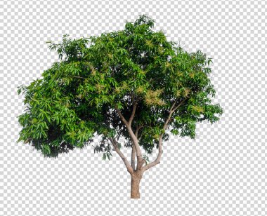 Beyaz arka planda izole mango ağacı 