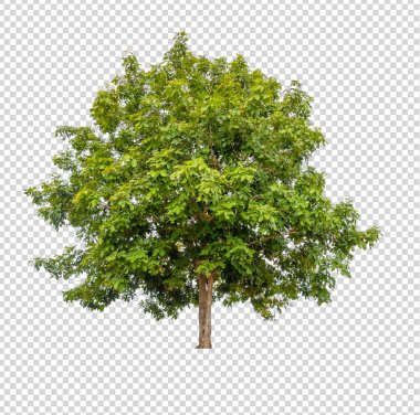  Beyaz arkaplanda izole edilmiş ağaç 