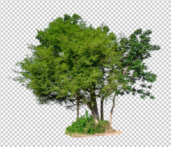 Árvore isolada no fundo imagem translúcida — Fotografia de Stock