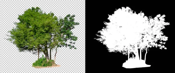 带有剪接p的透射图像背景上的隔离树 — 图库照片