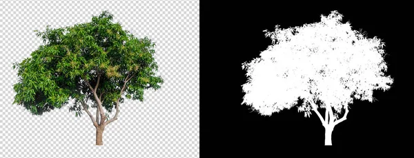 Izolované mango strom na transperret obrázek pozadí s klipem — Stock fotografie