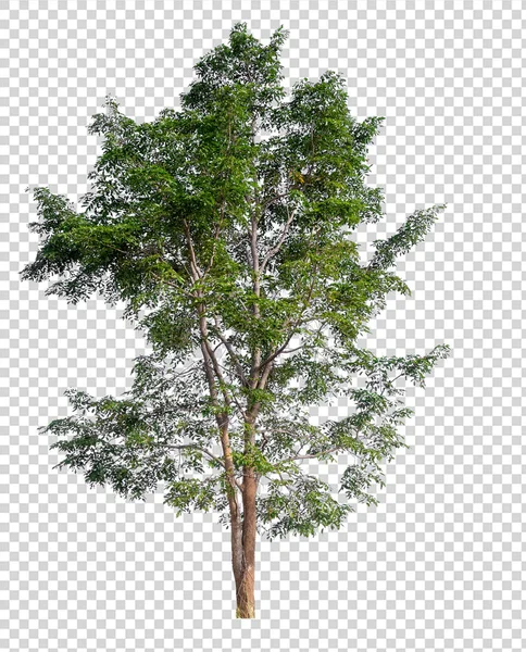 Albero isolato su sfondo bianco — Foto Stock