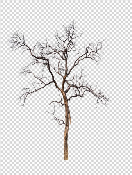 Ізольоване дерево смерті на трансцендентному фоні картини — стокове фото
