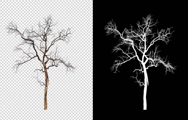 Árvore da morte isolado no fundo imagem translúcida — Fotografia de Stock
