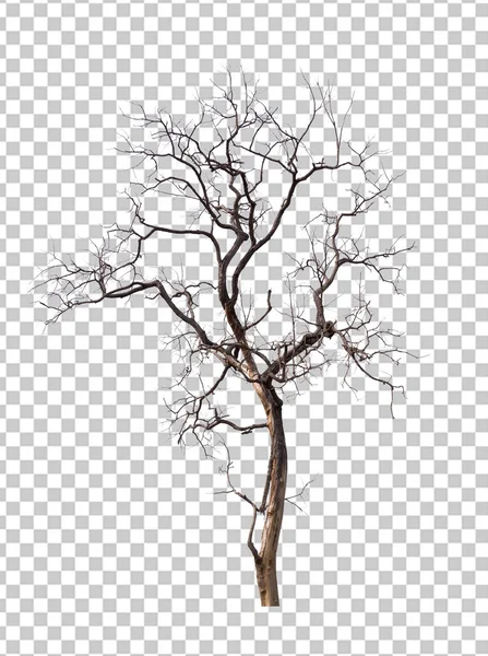 トランスペアレントな絵の背景に孤立した死の木 — ストック写真