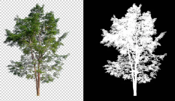 Odizolowane drzewo na transperret tło obraz z klipu pa — Zdjęcie stockowe