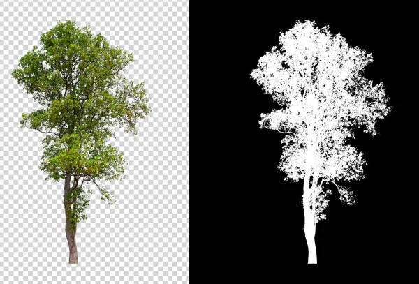 Odizolowane drzewo na transperret tło obraz z klipu pa — Zdjęcie stockowe