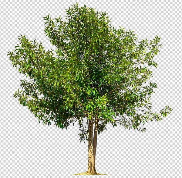 Isolierter Baum auf transperrentem Bildhintergrund — Stockfoto