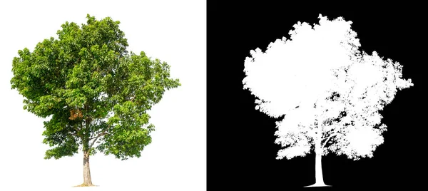 Изолированное дерево на фоне фотографии с обрезкой pa — стоковое фото