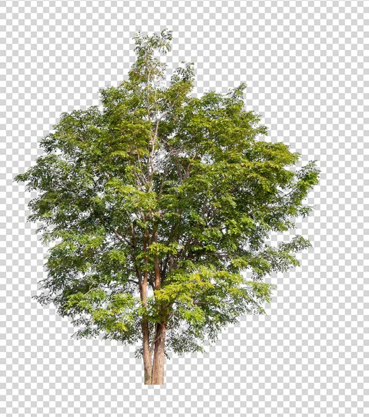 Isolierter Baum auf transperrentem Bildhintergrund — Stockfoto