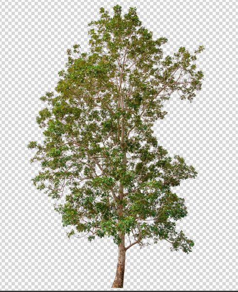 isolated tree on transperrent picture background 
