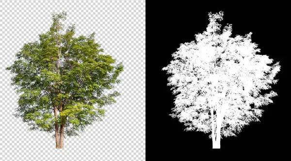 Árvore isolada no fundo imagem translúcida — Fotografia de Stock