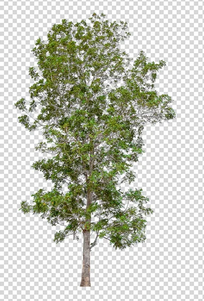 Árbol aislado sobre fondo de imagen transperrent — Foto de Stock