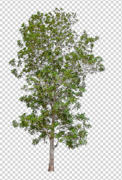 isolated tree on transperrent picture background 