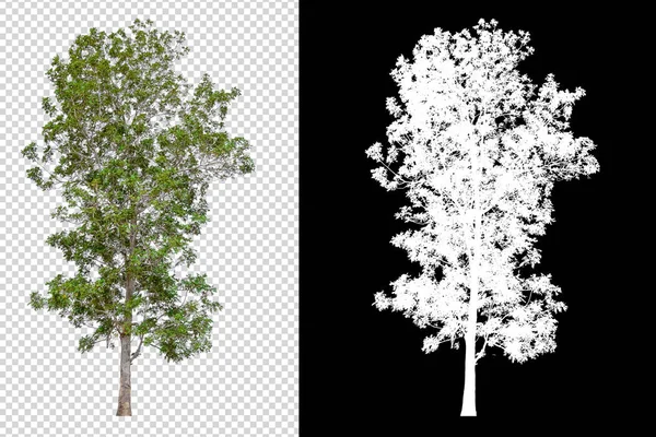 Odizolowane drzewo na transperrent tle obrazu — Zdjęcie stockowe