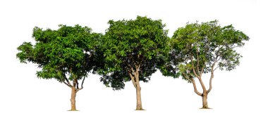 kırpma yolu ile beyaz arka plan üzerinde izole mango ağacı