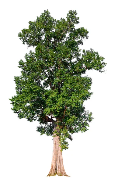 Isolierter Baum auf weißem Hintergrund — Stockfoto