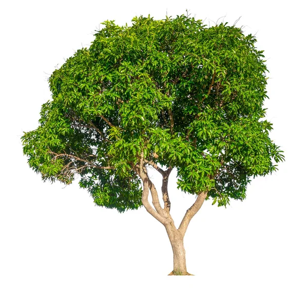 Ізольоване дерево манго на білому тлі — стокове фото