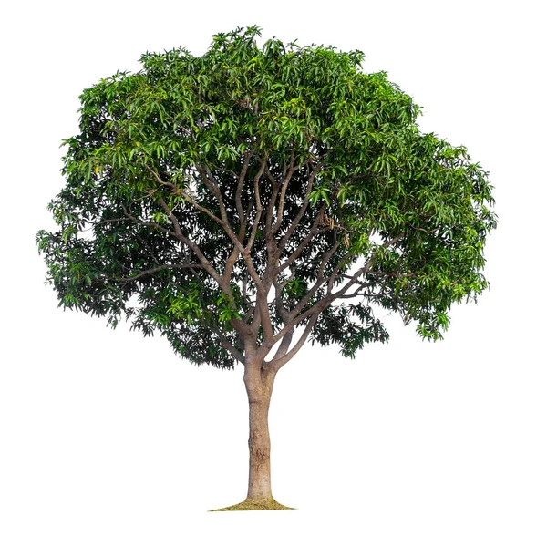 Copac de mango izolat pe fundal alb — Fotografie, imagine de stoc